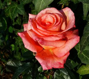 Novament paradeta de Roses per Sant Jordi